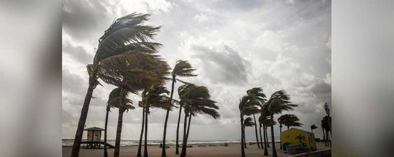 Hurricane-force winds blowing palm trees