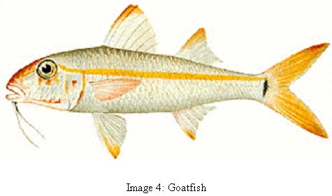 image 4 photo of fish common name goat fish