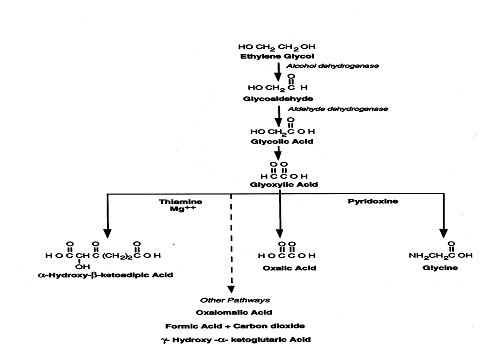 Ethylene Glycol Metabolism