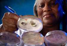 CDC lab technician making notations on culture plates that grew Fusarium fungal colonies from a pair of contact lens. The contact lenses are still visible on the plate