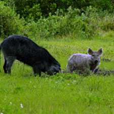 Image of ferrel swine