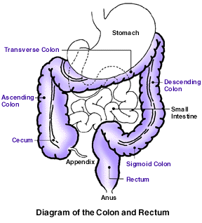 Diagram of the colon and rectum Diagram of the Colon