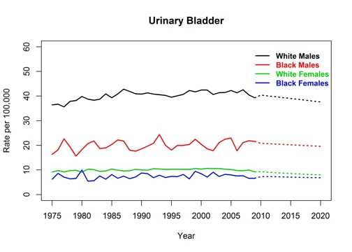 Graph showing actual and projected incidence rates for urinary bladder cancer by race and sex, United States, 1975 to 2020