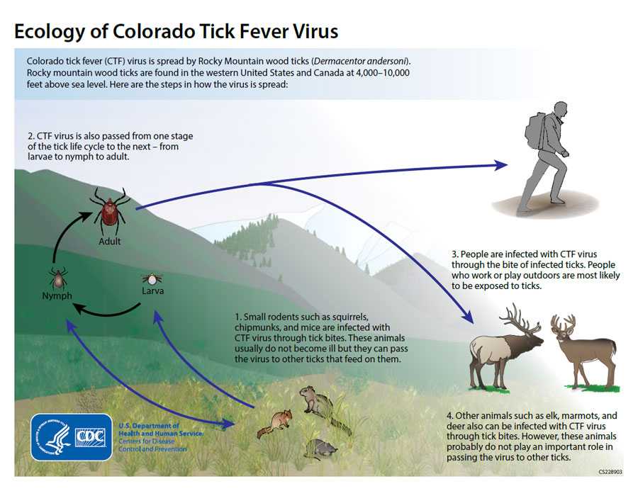 Ecology of Colorado Tick Fever Virus - 1. Small rodents such as squirrels, chipmunks, and mice are infected with CTF virus through tick bites. These animals usually do not become ill but they can pass the virus to other ticks that feed on them. 2. CTF virus is also passed from one stage of the tick life cycle to the next - from larvae to nymph to adult. 3. People are infected with CTF virus through the bite of infected ticks. People who work or play outdoors are most likely to be exposed to ticks. 4. Other animals such as elk, marmots, and deer also can be infected with CTF virus through tick bites. However, these animals probably do not play an important role in passing the virus to other ticks.