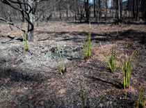 Photo of a forest landscape that has been burned by wildfire.
