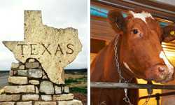 Gastroenteritis montage