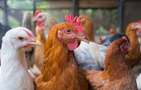 Live Animal & Bird Markets