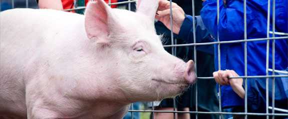CDC Spotlight: 4 Variant Virus Infections Linked to Pig Exposures
