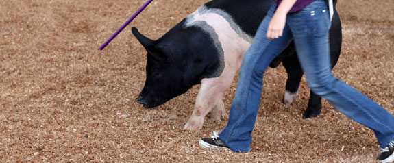 Issues for Fair Organizers to Consider When Planning Fairs