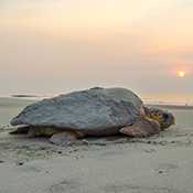 Sea turtle on a beach with the sun setting.