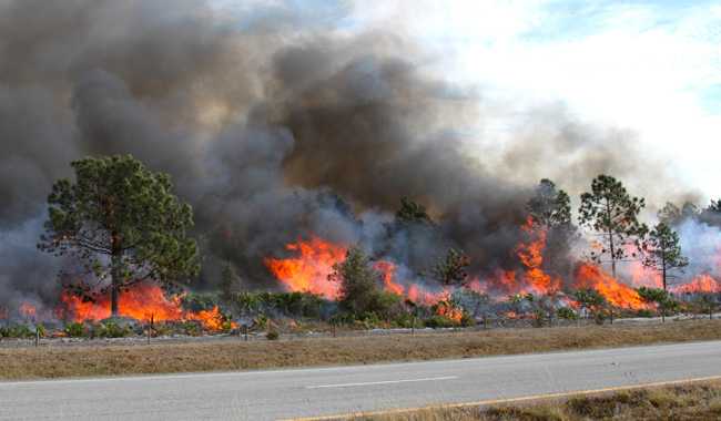 Trees burning along the side of a road 
