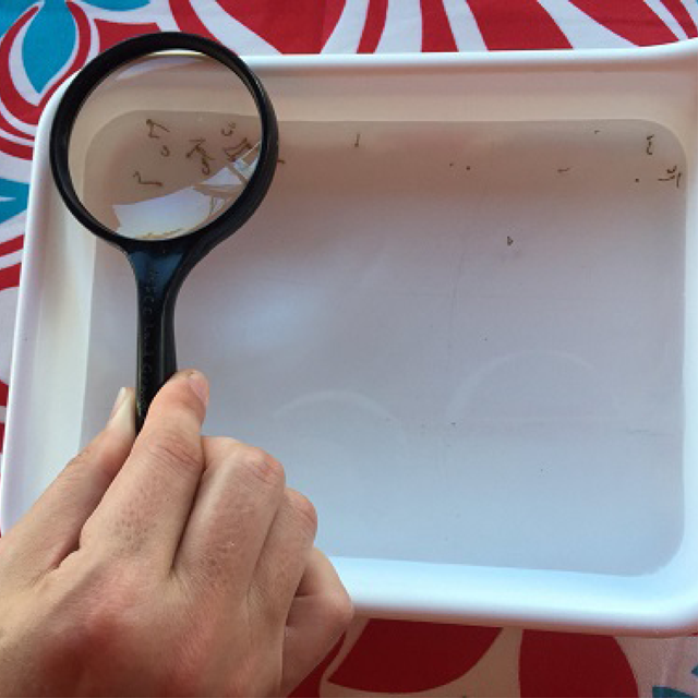 A magnifying glass held over a bowl containing mosquito larvae