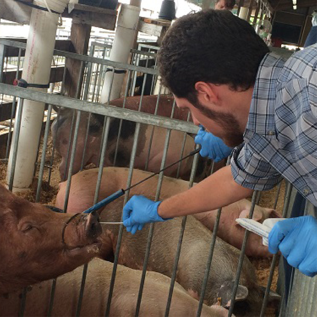 swabbing a pig for flu