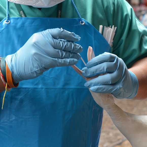 A disease detective taking a sample from a goose