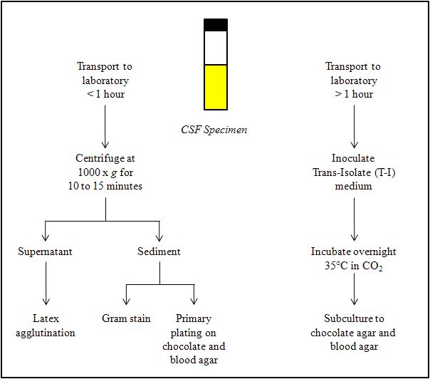 Figure 4 is an algorithm describing how to process cerebrospinal fluid (CSF) without T-I media.