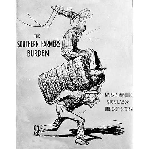 National Archives and Records Administration - 1923 cartoon, “Southern Farmer’s Burden,” depicting a white farmer carrying a cotton bale with a sick black worker being stung by a giant mosquito - In response to high rates of malaria among rural blacks, the Georgia State Board of Health appealed to white farmers to provide adequate housing to their African American workforce. Blacks who labored on southern cotton plantations typically lived in poor quality housing near swampy land – a perfect breeding ground for malaria-carrying mosquitos.
