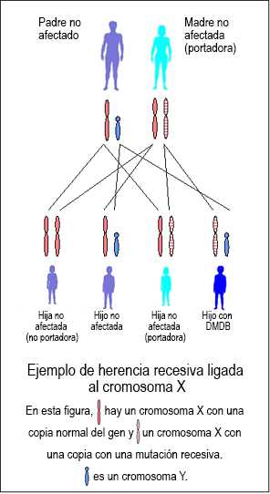 Cómo se hereda la distrofia muscular de Duchenne o de Becker