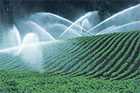 Photo of a field of spinach with irrigation water fountains