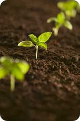 Soil with growing plants