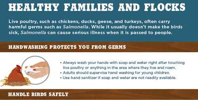 Cropped image of infographic about Healthy Families and Flocks