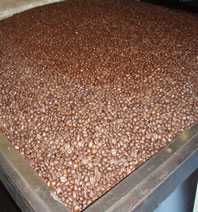Freshly roasted coffee beans in a large storage container.