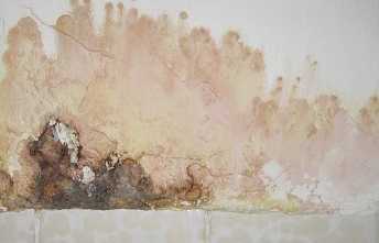 closeup of mold on wall above tile