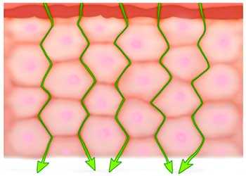	diagram of skin showing Intercellular lipid pathway