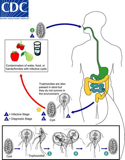 Life cycle of Giardia
