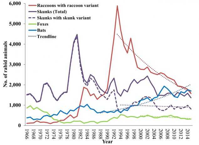 The graph shows cases of rabies among wildlife reported in the United States by year and species from 1966 to 2015. Wild animals accounted for 92.4 percent of reported cases of rabies in 2015. For the first time bats were the most frequently reported rabid wildlife species (accounting for 30.9 percent of all animal cases during 2014), followed by raccoons (29.4 percent), skunks (24.8 percent), and foxes (5.9 percent).