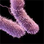 three drug-resistant non-typhoidal Salmonella bacteria