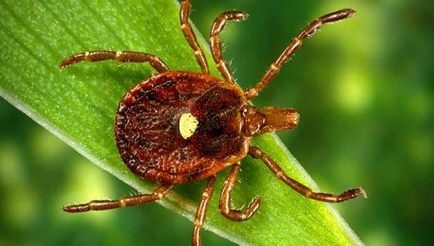 Lone star tick