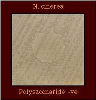 polysaccharide