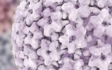 Virus del Papiloma Humano Genital