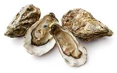 4 oysters on white background