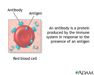Antibodies Antibodies