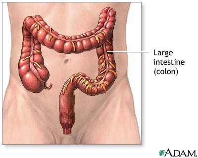 Large intestine anatomy Large intestine anatomy