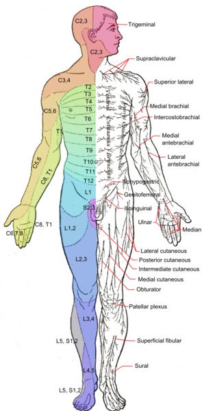 File:Dermatomes and cutaneous nerves - anterior.png