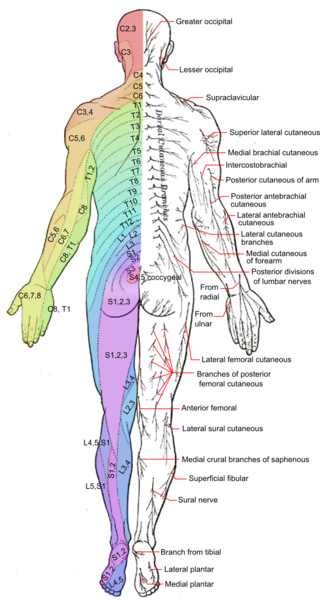 File:Dermatomes and cutaneous nerves - posterior.png