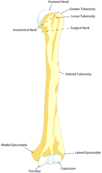 File:HumerusFront.png