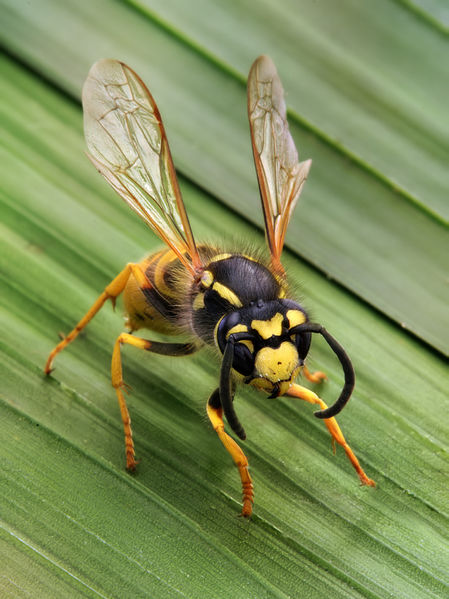 File:Vespula germanica Richard Bartz.jpg