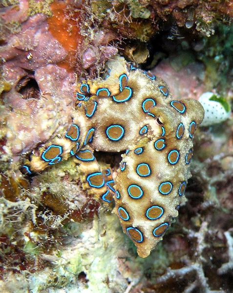 File:Blue ringed octopus.jpg