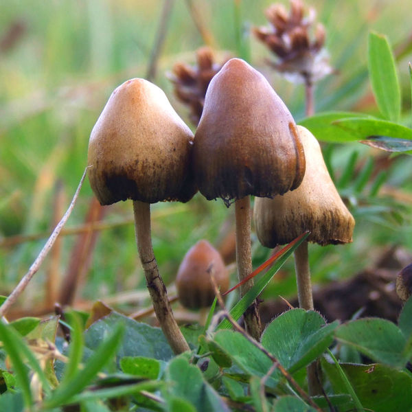 File:Psilocybe semilanceata.jpg