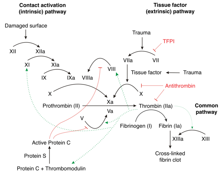 File:Coagulation cascade.png