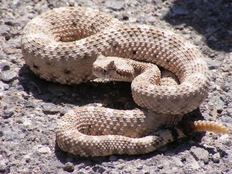 File:Rattle snake.jpg