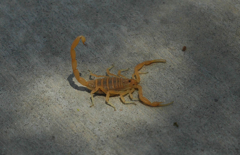 File:Bbasgen-bark-scorpion.jpg