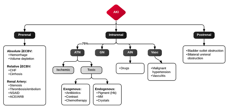 File:Differential Diagnosis of Acute Kidney Injury.png