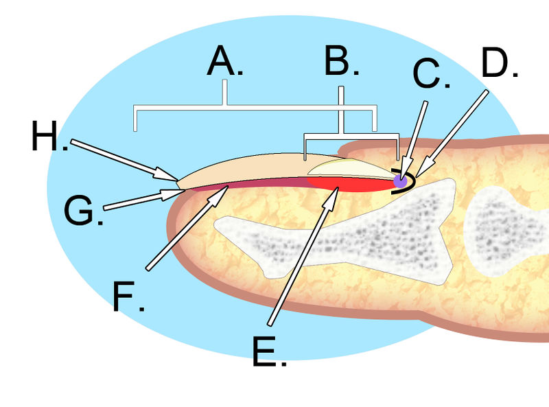 File:Human nail anatomy.jpg