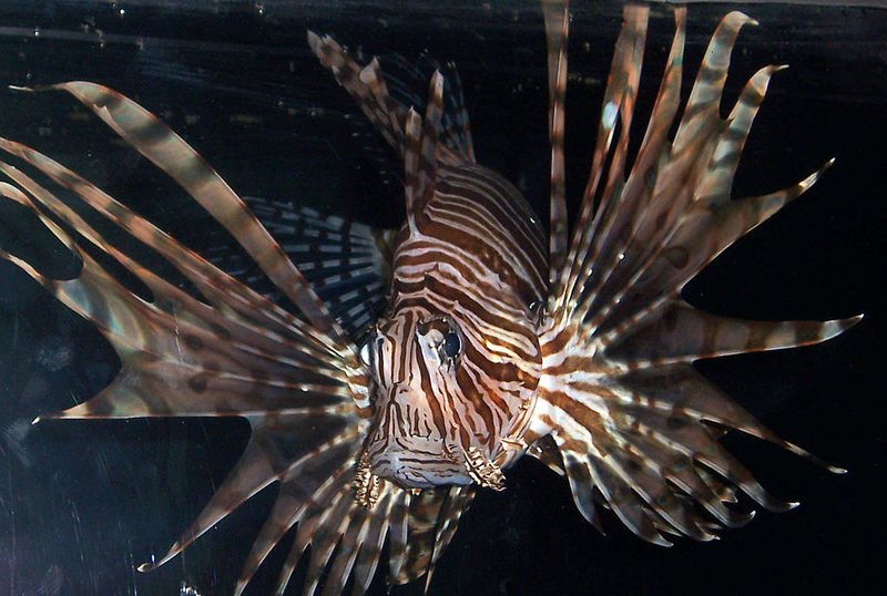 File:Lionfish.jpg