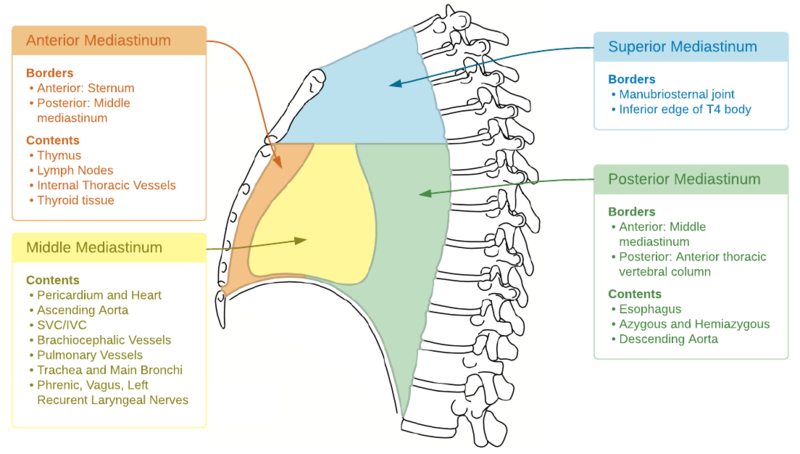 File:Mediastinum Anatomy.png