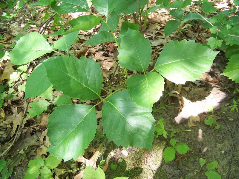 File:Poison Ivy in Perrot State Park.jpg